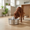 Ein Irish Setter trinkt Wasser aus einem Dog Mate Trinkbrunnen aus Edelstahl mit acht Litern Fassungsvermögen, der auf einem Holzboden in einer hellen, modernen Küche steht. Der Trinkbrunnen verfügt über eine kleine zentrale Wasserpumpe, die einen Wasserstrahl erzeugt, aus dem der Hund trinkt. Im Hintergrund befinden sich weiße Küchenmöbel, grüne Topfpflanzen auf der Fensterbank, große Fenster mit Tageslicht, ein heller Teppich, ein leerer Keramiknapf sowie eine Kücheninsel aus Holz.