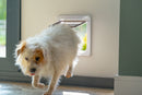 Ein kleiner, flauschiger weiß-brauner Hund kommt durch eine in die Wand eingebaute Tierklappe ins Haus. Der Hund ist in der Bewegung, mit einer erhobenen Pfote und einem konzentrierten Blick, während er einen Raum mit gefliestem Boden betritt, der von links durch natürliches Licht beleuchtet wird.